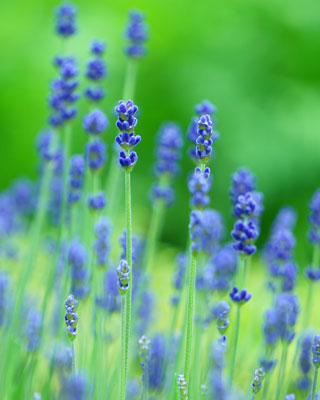 ピースフルブレスのイメージ